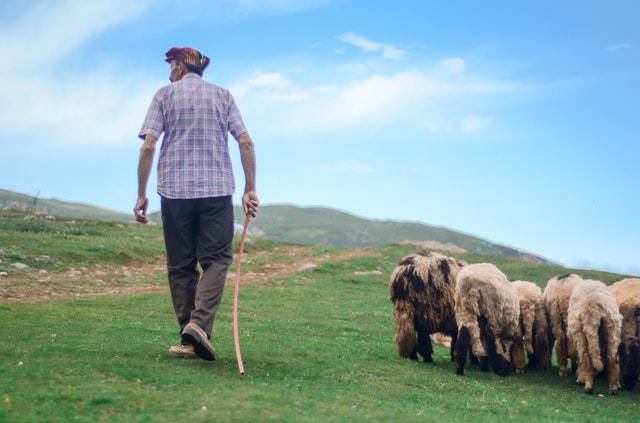 A Shepherd Traveler - Short Inspirational Stories