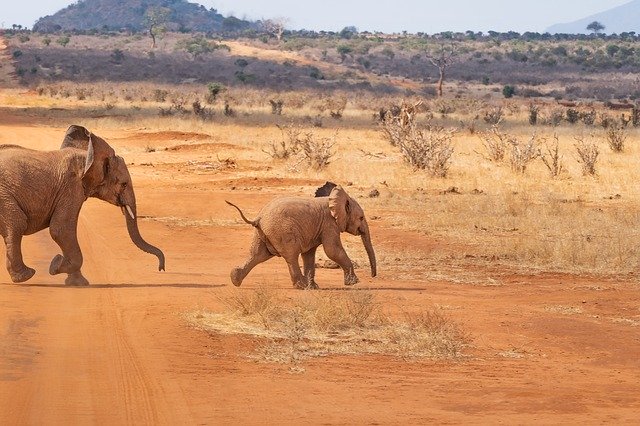 Baby Elephant - Short Inspirational Stories