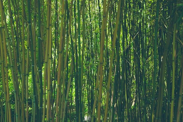 Most Beautiful places - Arashiyama Bamboo Grove, Japan