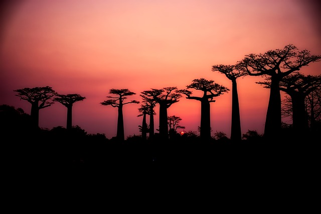 Most Beautiful places - Avenue of the Baobabs, Madagascar